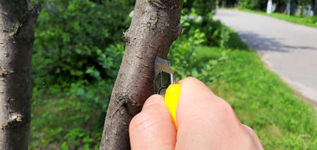 Grafting with a plum tree bud. First you need to make a slot in the bark of the tree to which we...