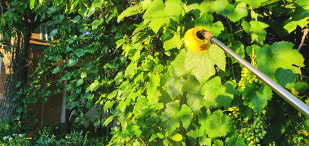 Spraying trees with fungicides and insecticides to protect the garden and fruits in the spring and...