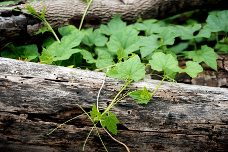 Behold the luxuriant greenery of Bitter Gourd vines as they scale aged wooden supports. The sun's rays drench the leaves, ensuring a fruitful harvest in this eco-friendly farming landscape.の写真素材