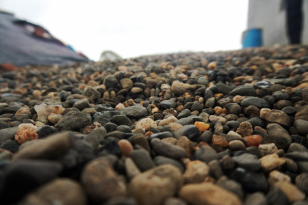 Immerse yourself in the beauty of nature with this stock image displaying a dense array of...