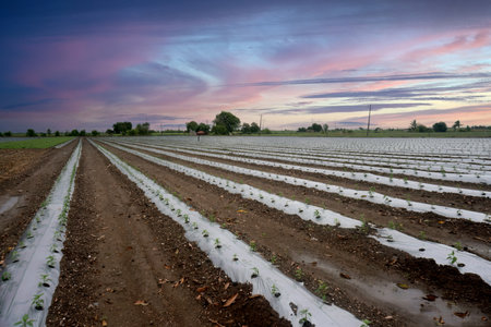 Witness the intriguing combination of cultural heritage and modern techniques through the alluring view of red chili farming at dusk. The contrasting white mulch rows stand out against the fertile earth, fostering plant growth and aiding in water preservation. This serves as an exemplary representation of sustainable farming practices.の写真素材