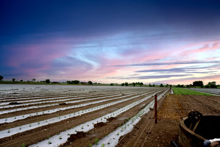 Explore the fascinating integration of tradition and contemporary methods while observing the mesmerizing scene of red chili cultivation at twilight. The vibrant white mulch rows contrast beautifully with the fertile soil, supporting plant growth and water conservation. This serves as a prime example of sustainable agricultural techniques.の写真素材