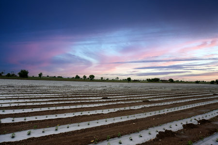 Uncover the captivating fusion of tradition and modern practices as you witness the mesmerizing sight of red chili cultivation at dusk. The bright white mulch rows create a striking contrast with the rich soil, aiding in plant development and water conservation. This showcases an exemplary model of sustainable agricultural methods.の写真素材