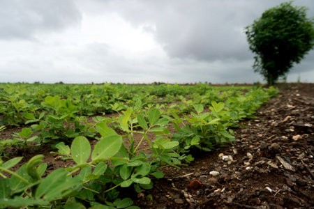 Discover the serenity of rural life with this picturesque farmland setting. Luxuriant green crops...