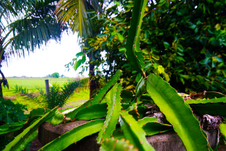The pre-bloom stage of the dragon fruit bud is observed on the cactus plantの写真素材