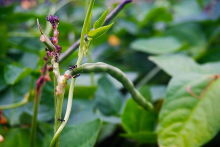 Fresh Long Bean Pods (Chori) in Lush Garden - Healthy Vegetables