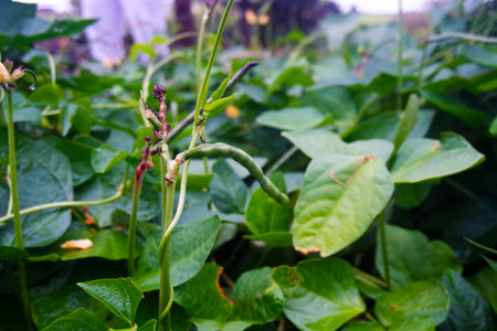 Vibrant Long Bean Pods (Chori) in a Flourishing Garden - Nutritious Vegetablesの写真素材