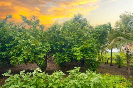 Well-Ripened Lemons Set Against a Backdrop of Lush Greenery on a Clear Day