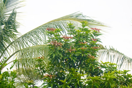 Tropical Greenery: Lush Foliage Under Overcast Sky