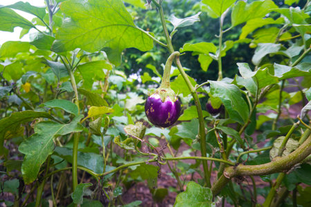 Fresh Purple Brinjal on Lush Plant - Ready for Harvestの写真素材
