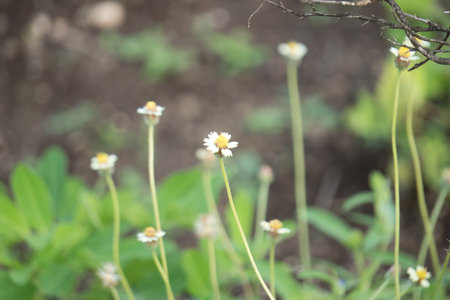 Delicate White Wildflowers Blooming in Lush Green Meadow