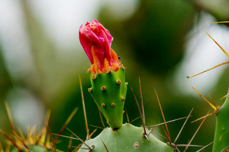 A close-up of a cactus featuring a colorful flower, highlighting the unique combination of spines...