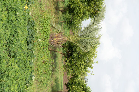 Peaceful Palm Tree Nestled in Abundant Greenery - An Oasis of Tropical Calm