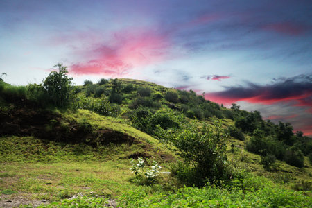 This image captures a rocky outcrop covered with lush green vegetation. The dark, rugged rocks contrast with the vibrant greenery growing in patches. Various plants thrive in the crevices and on top, indicating a rich and diverse ecosystem. Bathed in natural light, the textures and colors of the rocks and plants are highlighted, representing nature's resilience and the harmonious coexistence of rock and plant life.の写真素材