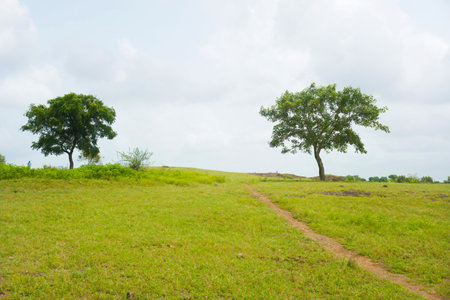 This image depicts a serene landscape featuring a narrow dirt path that meanders through a verdant meadow. The path directs attention to two solitary trees set against a backdrop of a partially cloudy sky. The vivid greenery and the unadorned nature of the scene inspire feelings of tranquility and solitude, serving as a perfect illustration of nature's pristine beauty. The gentle incline of the meadow and the distant horizon contribute to the depth of the composition, encouraging viewers to envision a leisurely stroll through this peaceful setting.の写真素材