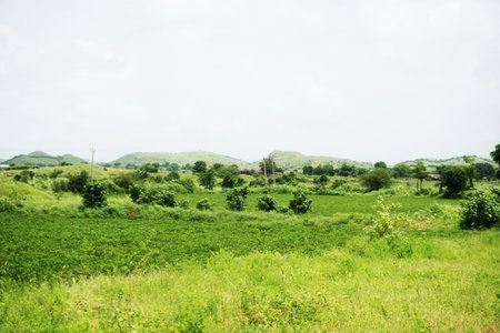 Together, these elements create an atmosphere of calmness and serenity, inviting observers to appreciate the simple yet profound beauty of the agricultural setting. The overall composition reflects a perfect balance between nature and cultivation, embodying the essence of rural tranquility.の写真素材