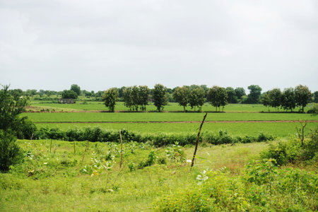 This stock image presents a serene rural landscape characterized by vast green fields and softly undulating hills beneath a partially cloudy sky. In the foreground, an assortment of grasses and small shrubs is visible, while the midground features well-maintained farmland with orderly rows of crops. A line of trees in the background delineates the horizon, enhancing the depth and contrast of the scene. The image conveys a feeling of tranquility and natural beauty, making it suitable for themes associated with agriculture, nature, and rural living.の写真素材