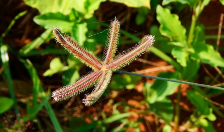 plant close upの素材