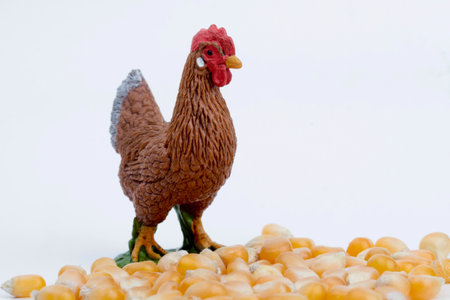chicken and corn isolated on a white background, closeup of photoの写真素材