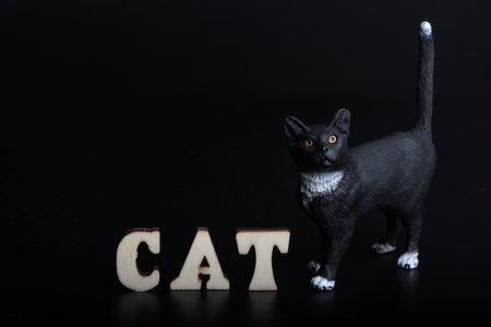 CAT word made of wooden letters with black cat on black backgroundの写真素材
