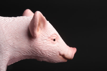 Portrait of a pig on a black background. studio shot.の写真素材