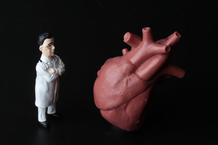Human heart model and figurine of a doctor on a black backgroundの写真素材