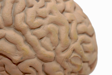 Human brain on a white background close-up. The concept of learning and knowledge.の写真素材