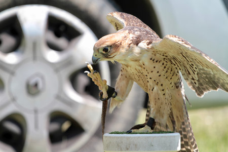 Peregrine Falcon (Falco peregrinus)の写真素材