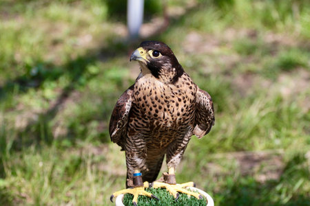 Peregrine falcon (Falco peregrinus)の写真素材