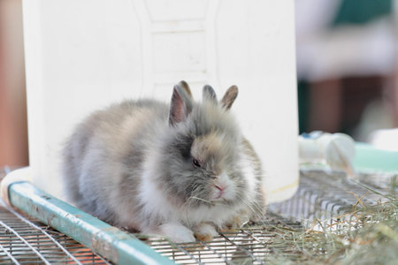 Little rabbit in a cage on a farm. Animal theme. Selective focus.の写真素材