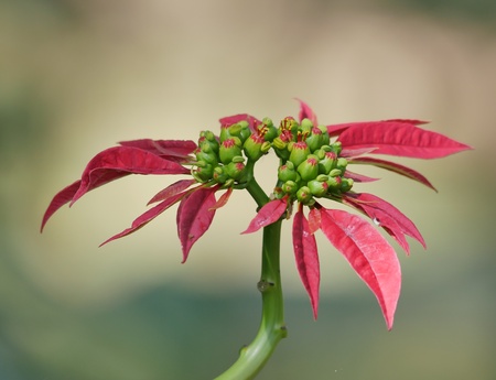 Christmas flower is very beautiful.のeditorial素材