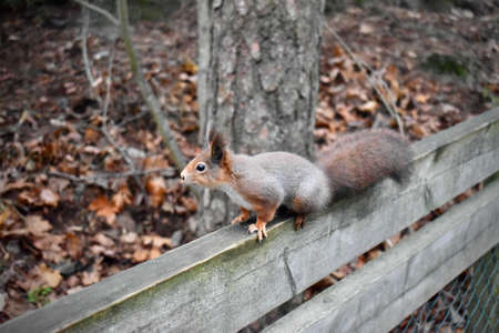 A wild squirrel captured sitting on the branch.の写真素材