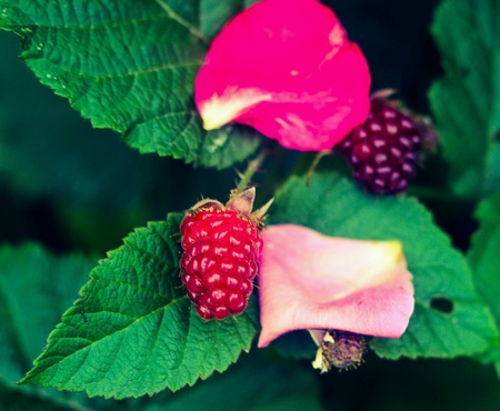 Berryの素材