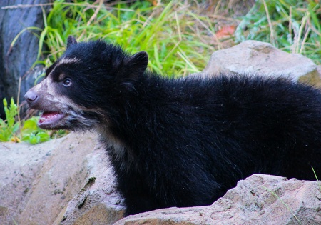 Bearsの素材