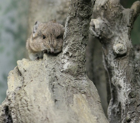 Cute mouseの素材