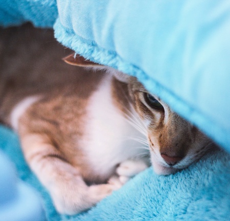 new year morning catの素材