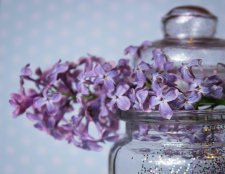 Lilac flowers  の素材