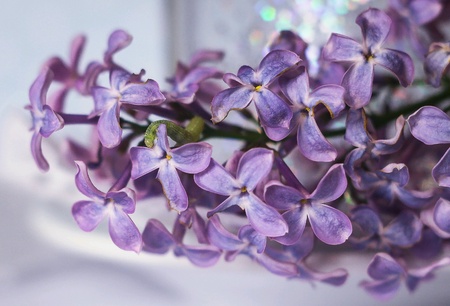 caterpillar on lilac flowersの素材