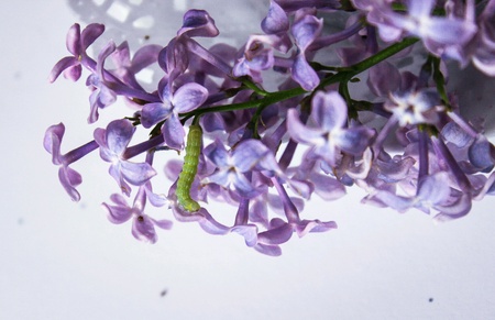 caterpillar on lilac flowersの素材