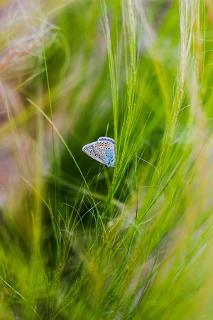 Meadow blue butterflyの素材
