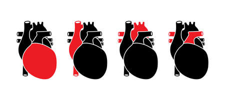 Human heart with red selected parts. Anatomically correct organ illustration.のイラスト素材