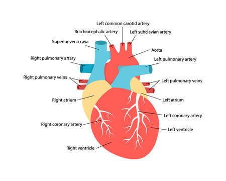 Heart anatomy with descriptions. Educational diagram with human internal organ illustration.のイラスト素材