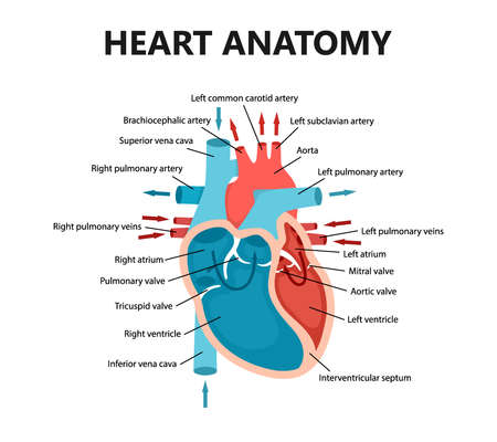 Diagram of heart blood flow close-up. Cardiology concept. Educational diagram with human heart cross-section.のイラスト素材