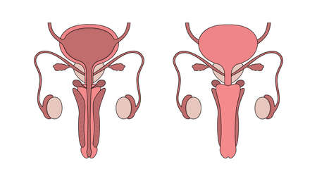 Graphic illustration of male human reproductive system on white background. Male reproductive organ with cross section and whole view.のイラスト素材