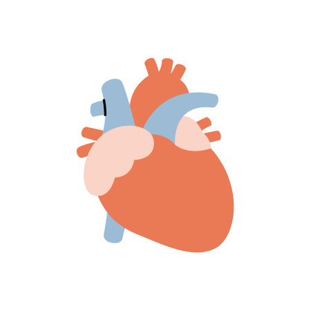 Heart. Human internal organ. Vector illustration.のイラスト素材
