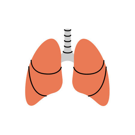 Lungs. Human internal organ. Vector illustration.のイラスト素材