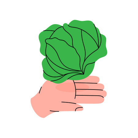 Hand holding a leafy green cabbage. Healthy eating, vegan food concept. Organic farm vegetable. Vector illustration.のイラスト素材