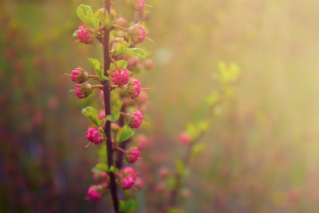 branch with little pink flowers, twig shrub with small pink flowers, flowers in the garden at springtimeの写真素材