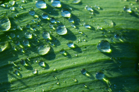 Water Drops on tulip leaf, close up of water drops on fresh green tulip leaves