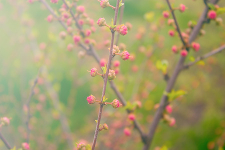 branch with little pink flowers, twig shrub with small pink flowers, flowers in the garden at springtimeの写真素材